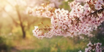 你是春的使节出自哪首歌？
