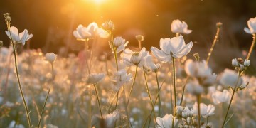 栀子花吹呀吹究竟出自哪首歌？