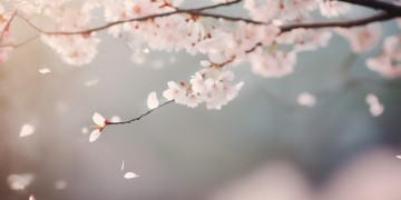 可从解释要别离出自什么歌？