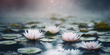 梦里水仙究竟是什么歌？
